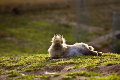 Очаровательные кролики с львиной гривой (21 фото)