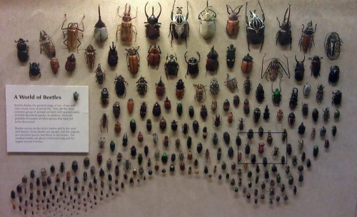 Необычный жук в коллекции Кливлендского музея естественной истории (3 фото)