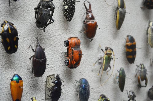 Необычный жук в коллекции Кливлендского музея естественной истории (3 фото)