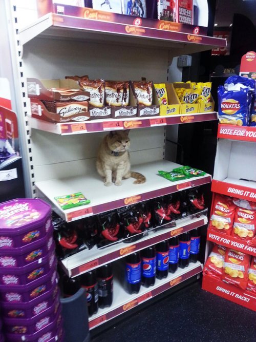 Магазинный кот Олли Оливер (7 фото)