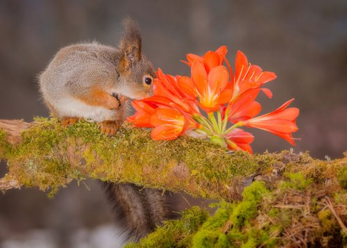 Очаровательные животные, нюхающие цветы, покорят ваше сердце (34 фото)