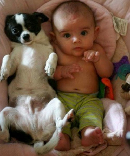 Малыши и собаки, похожие как две капли воды (10 фото)