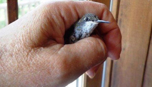 Крошечные птенцы колибри, спасённые человеком (4 фото)