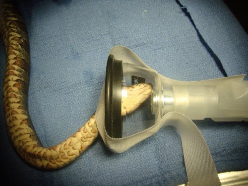 Змеи под анестезией (10 фото)