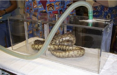 Змеи под анестезией (10 фото)