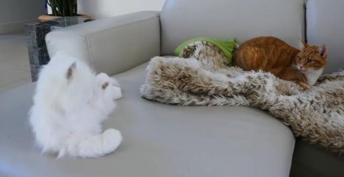 Реакция кошек на кошку-робота