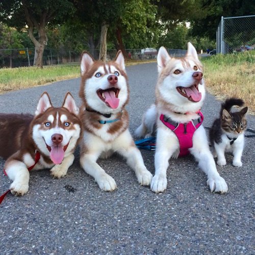 Спасённая кошка Роузи и её лучшие друзья (15 фото)