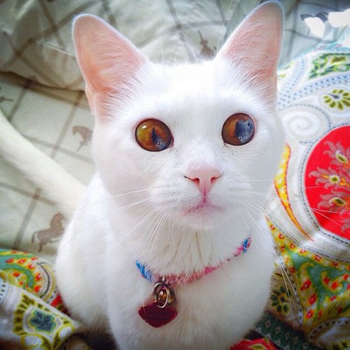 Кошка со Вселенной в глазах (11 фото)