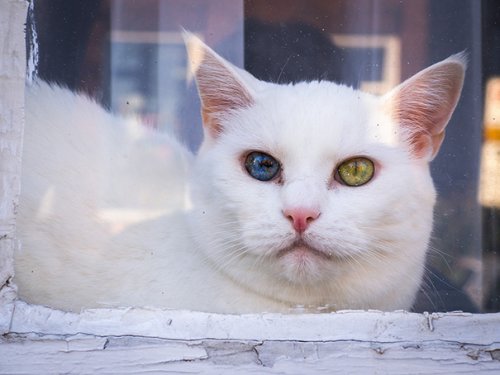 Кошка со Вселенной в глазах (11 фото)