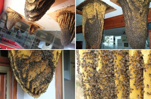 Музей пчёл в Поялес-дель-Ойо (7 фото)