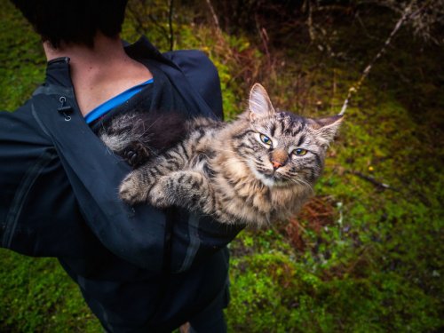 Некогда бездомные котята стали заядлыми путешественниками (15 фото)