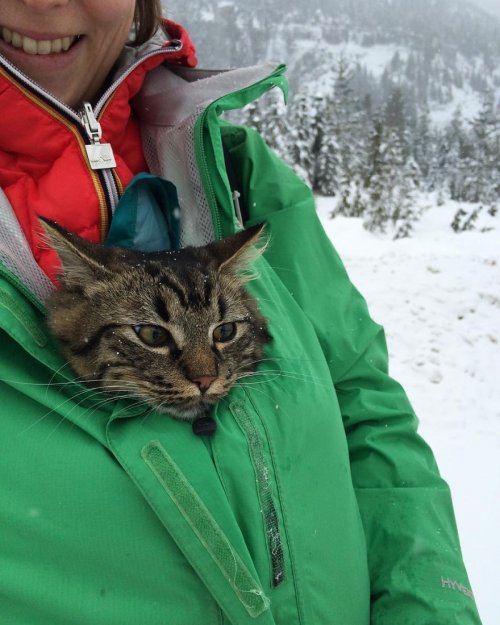 Некогда бездомные котята стали заядлыми путешественниками (15 фото)