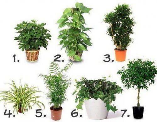 Комнатные растения, которые лучше всего очищают воздух