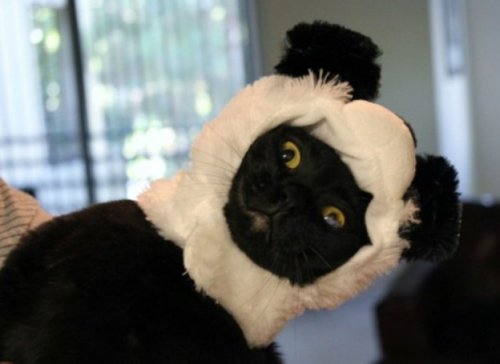 Кошки, которые всегда мечтали стать большими пандами (10 фото)