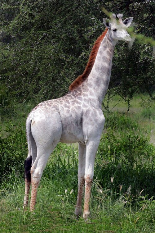 Редкий белый жираф в Национальном парке Тарангире (5 фото)