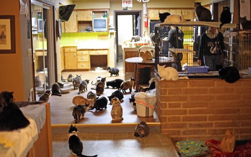 Линеа Латтанцио: женщина, в доме которой живёт более 1000 кошек (7 фото)