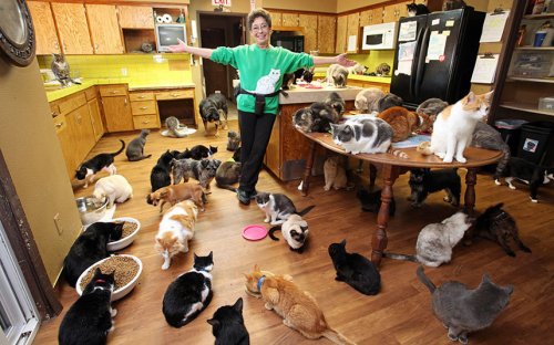 Линеа Латтанцио: женщина, в доме которой живёт более 1000 кошек (7 фото)