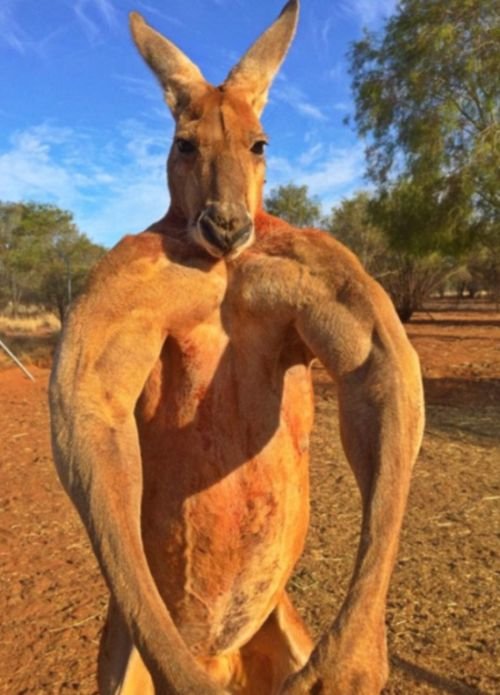 Мускулистый кенгуру по кличке Роджер (9 фото)