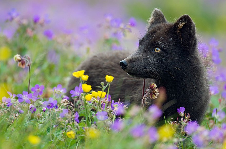 Чернобурая лисица. Чернобурый песец. Песец черный. Fox 14