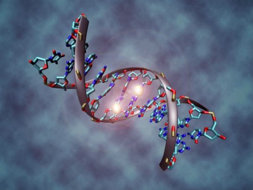 Топ-25: Интересные факты про ДНК, которые вы могли не знать
