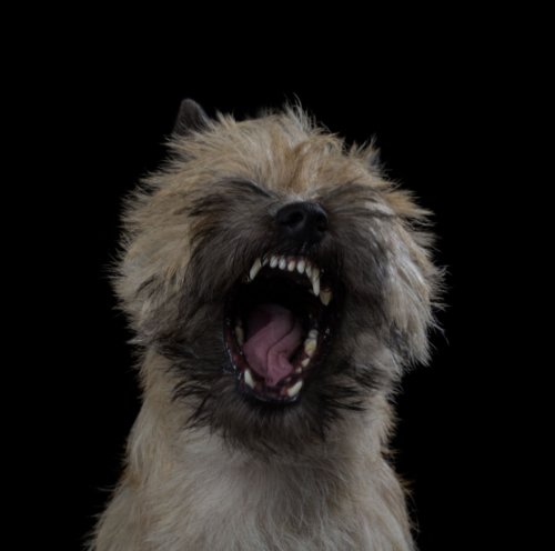Портреты кошек и собак в фотопроекте Роберта Баху (11 фото)