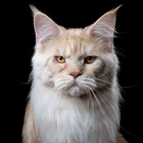 Портреты кошек и собак в фотопроекте Роберта Баху (11 фото)