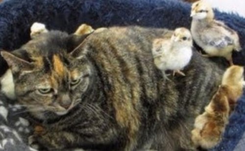 Самые уютные кошки (10 фото)