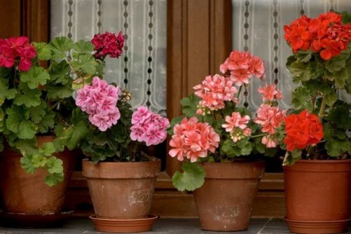 Идеальные растения для каждой комнаты, которые очистят воздух в вашей квартире (10 фото)