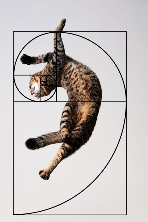 Идеальные кошки, открывшие последовательность Фибоначчи (20 фото)