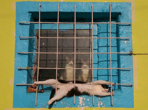 Кот в нирване (3 фото)