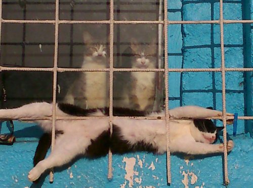 Кот в нирване (3 фото)