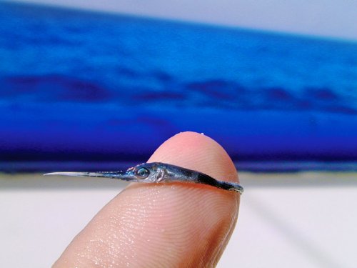 Морской биолог показал, как выглядит малёк меч-рыбы