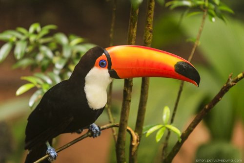 Парк птиц в Бразилии (17 фото)