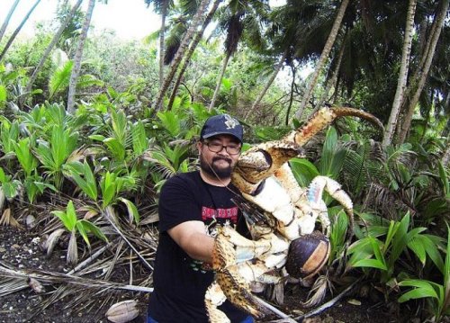 Турист сфотографировался с кокосовым раком (2 фото)