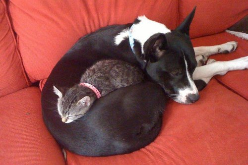 О дружбе кошек и собак (19 фото)