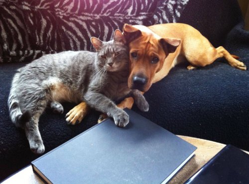 О дружбе кошек и собак (19 фото)