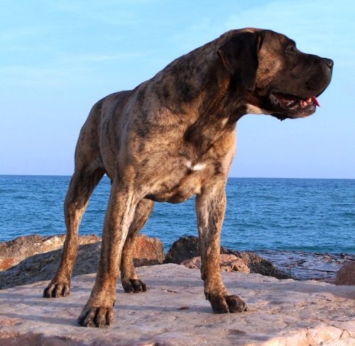 Топ-25: Самые дорогостоящие породы собак в мире