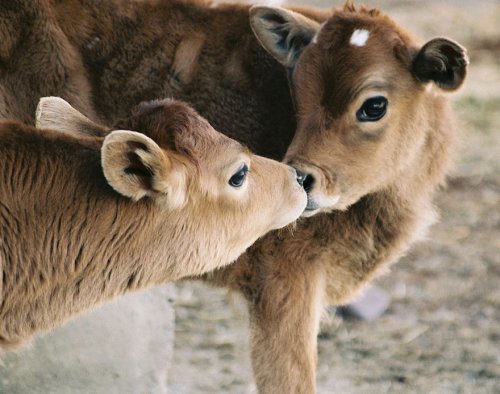 Любовь в мире животных (33 фото)