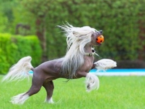 Забавные собаки, похожие на лошадей (10 фото)