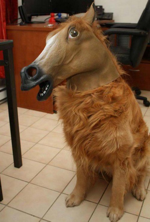 Забавные собаки, похожие на лошадей (10 фото)