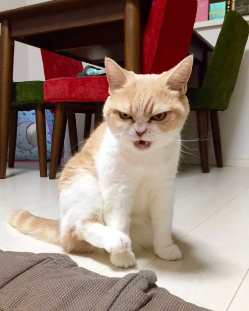 Grumpy Cat в японской версии (14 фото)