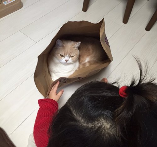 Grumpy Cat в японской версии (14 фото)