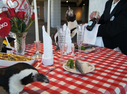 Пара пингвинов отпраздновала свой 22-ой День Святого Валентина (5 фото)