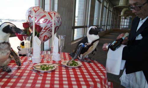 Пара пингвинов отпраздновала свой 22-ой День Святого Валентина (5 фото)