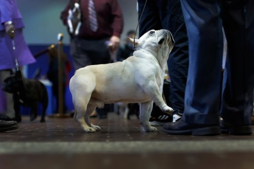 В Нью-Йорке прошла выставка собак Westminster Kennel Club 2016 (17 фото)
