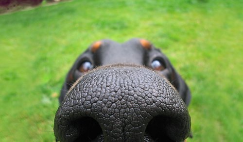 Любопытные носы, которым интересно, чем вы заняты (29 фото)