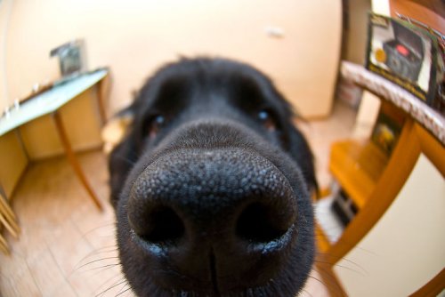 Любопытные носы, которым интересно, чем вы заняты (29 фото)