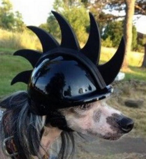 Прикольные собаки в шлемах (10 фото)