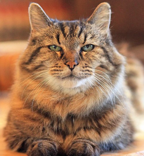 Мейн-кун Кодерой занесён в Книгу рекордов Гиннесса как самая старая кошка в мире (14 фото)