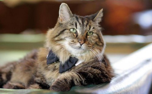 Мейн-кун Кодерой занесён в Книгу рекордов Гиннесса как самая старая кошка в мире (14 фото)